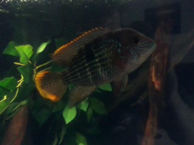 freshwater fish - aequidens rivulatus - green terror stocking in 60 gallons tank - My alpha male Tyr