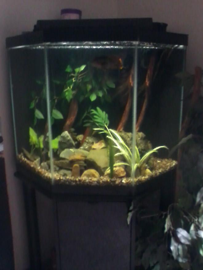 60 gallons freshwater fish tank (mostly fish and non-living decorations) - More pix of my tank