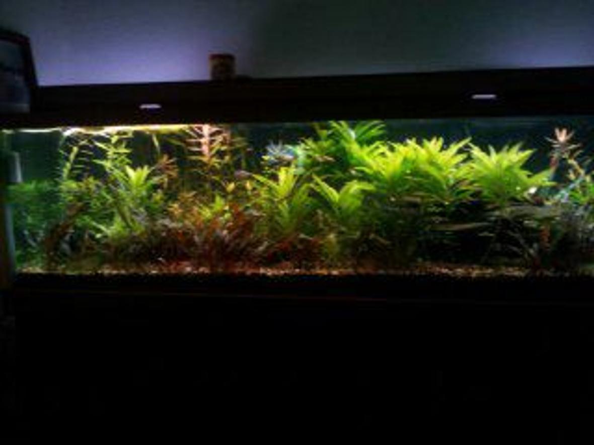125 gallons planted tank (mostly live plants and fish) - full view
