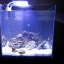 25 gallons saltwater fish tank (mostly fish, little/no live coral) - Aquatop HCC-18 25g tank.