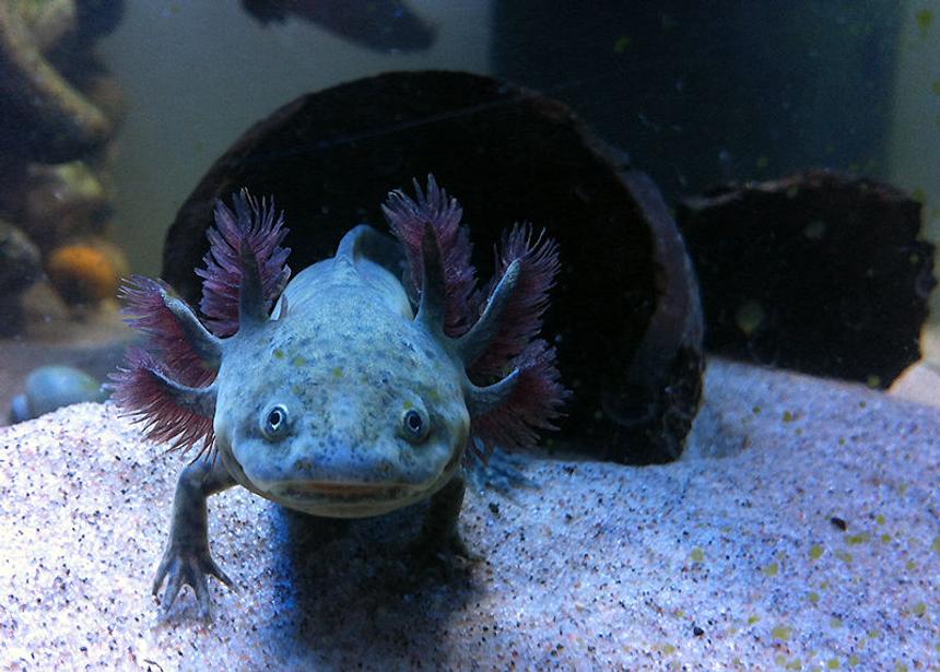 Rated #2: Freshwater Fish - Ambystoma Mexicanum - Axolotl Stocking In 105 Gallons Tank - Axolotl