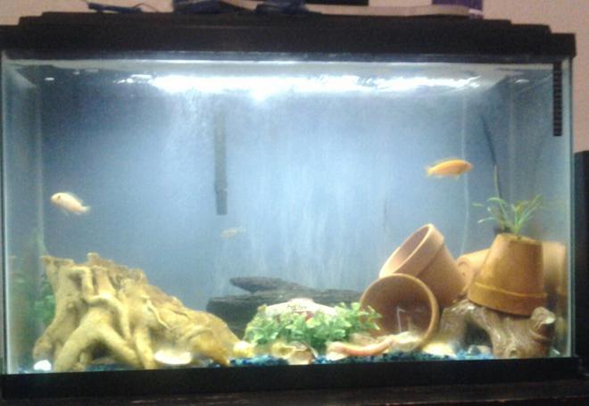 29 gallons freshwater fish tank (mostly fish and non-living decorations) - my 29 gal freshwater aquarium