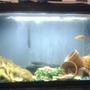 29 gallons freshwater fish tank (mostly fish and non-living decorations) - my 29 gal freshwater aquarium