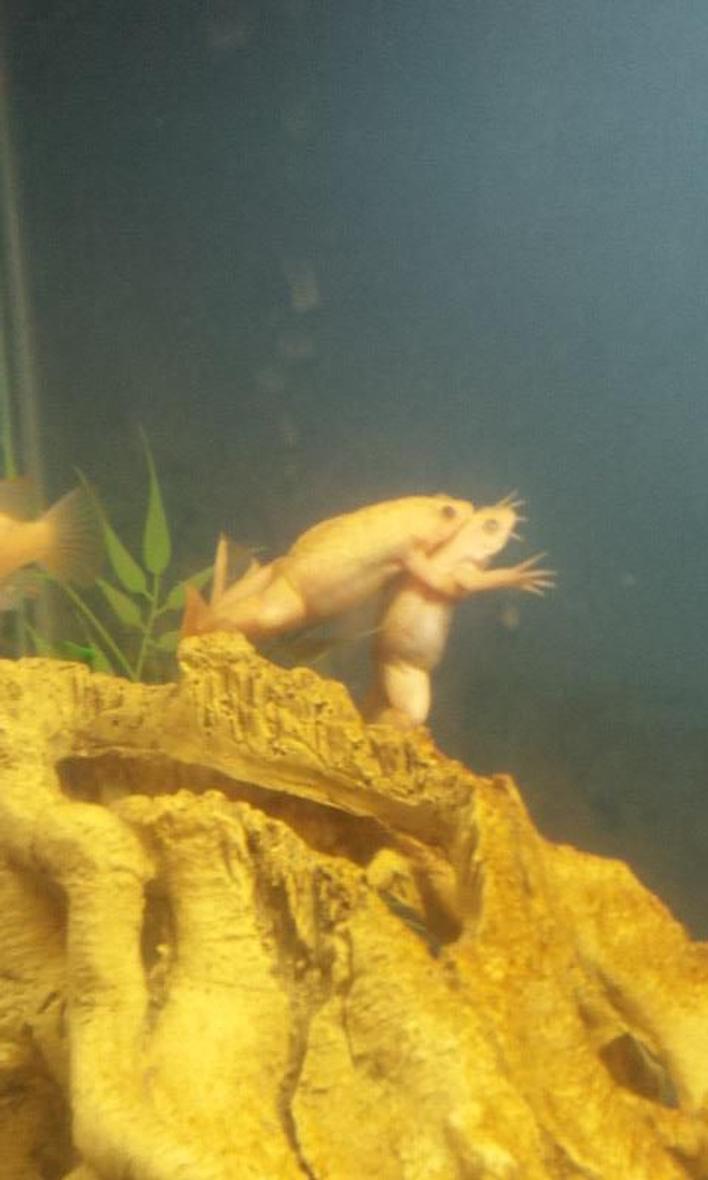 Rated #22: Corals Inverts - Xenopus Laevis - African Clawed Frog Stocking In 29 Gallons Tank - my albino african clawed frogs
