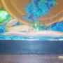 freshwater fish - misgurnus anguillicaudatus - dojo loach stocking in 29 gallons tank - my dojo loaches