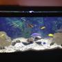 75 gallons freshwater fish tank (mostly fish and non-living decorations) - African cichlids