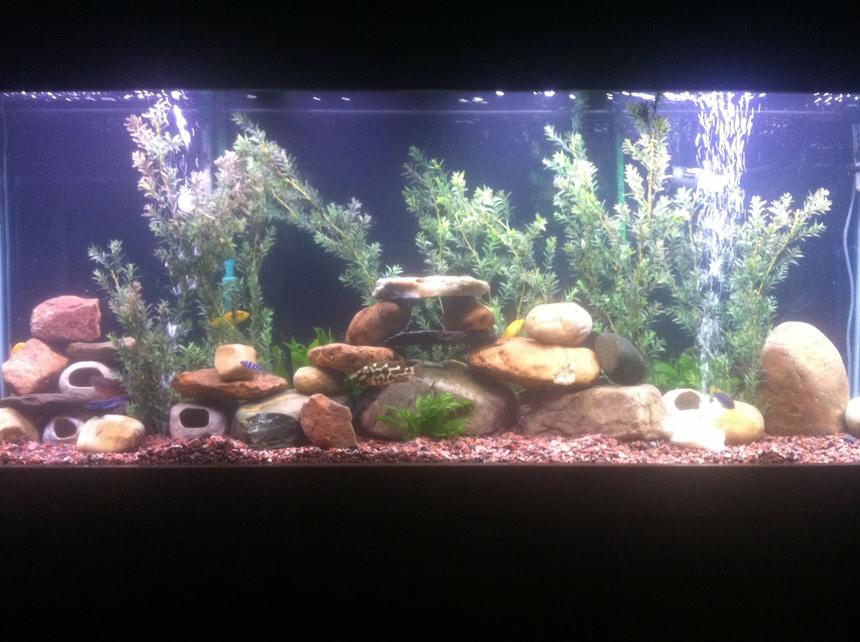 Rated #125: 150 Gallons Freshwater Fish Tank - 150 gallon, mixed cichlids.