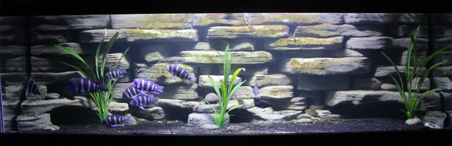 125 gallons freshwater fish tank (mostly fish and non-living decorations) - 125 Gallon with Custom built background