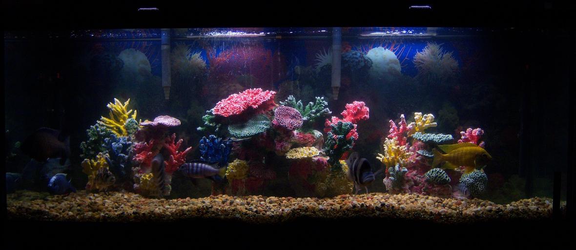 110 gallons freshwater fish tank (mostly fish and non-living decorations) - 110 gallon "reef appearing" freshwater tank. Artificial corals by Instant Reef. Twin aquaclear 110 filters. A mix of mbuna, haps, peacock and frontosa cichlids.