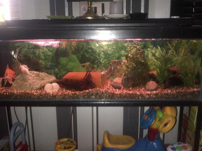8 gallons freshwater fish tank (mostly fish and non-living decorations) - This is my tank set up