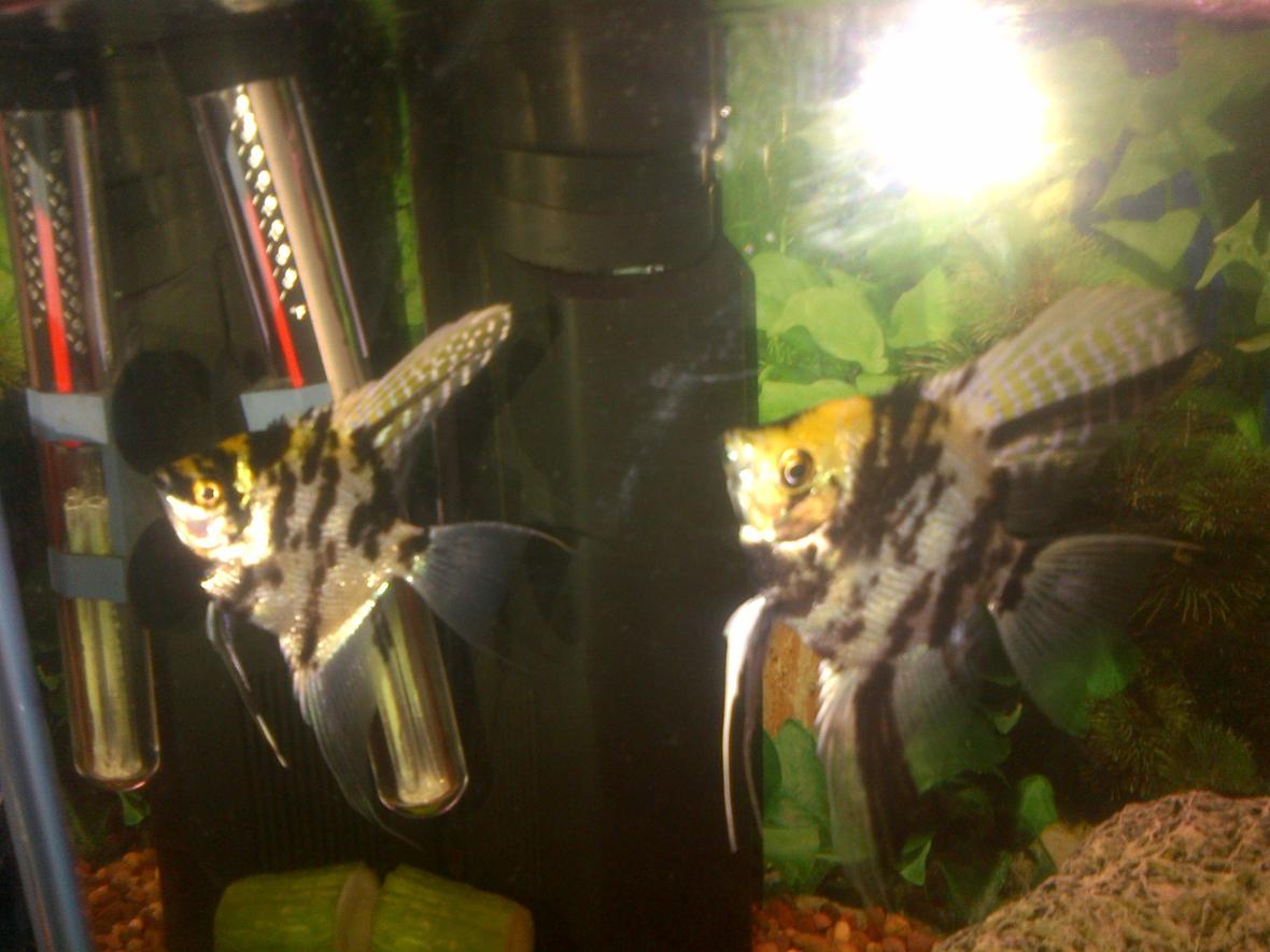 freshwater fish - pterophyllum sp. - koi angel stocking in 8 gallons tank - My angelfish