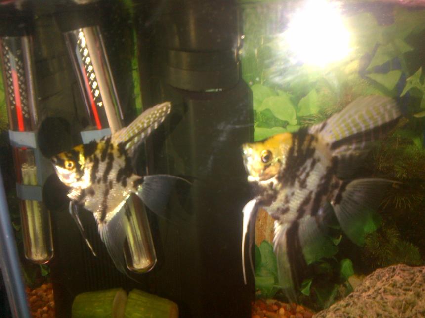 Rated #31: Freshwater Fish - Pterophyllum Sp. - Koi Angel Stocking In 8 Gallons Tank - My angelfish