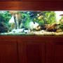 125 gallons freshwater fish tank (mostly fish and non-living decorations) - 125 Gal african/south american cichlids.