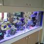 130 gallons saltwater fish tank (mostly fish, little/no live coral) - New in wall tank, unfinished cabinet