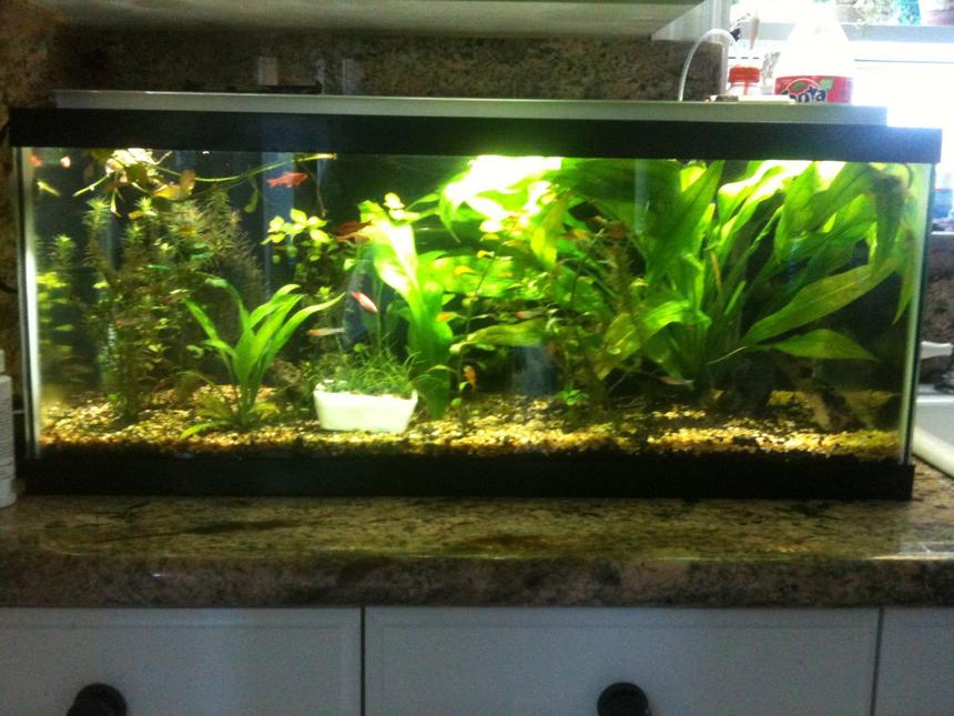 Rated #71: 60 Gallons Planted Tank - 20 gallon long planted with co2