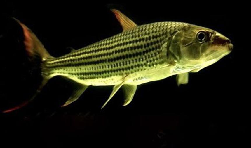 Rated #6: Freshwater Fish - Probarbus Jullieni - Jullien's Golden Carp Stocking In 60 Gallons Tank