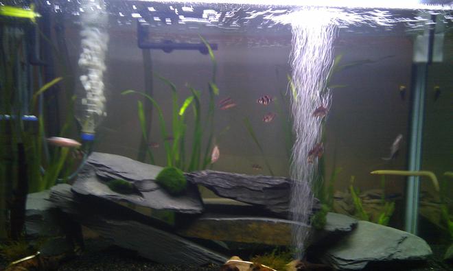55 gallons planted tank (mostly live plants and fish) - My tank as of 7/01/2013