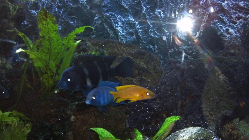 Rated #1531: Freshwater Fish - Neolamprologus Leleupi - Orange Leleupi Cichlid Stocking In 80 Gallons Tank - Frontosa,blue moorii,yellow leluipi