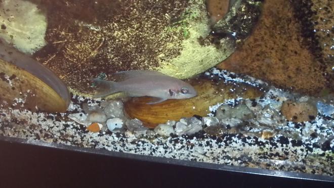 freshwater fish - neolamprologus brichardi - brichardi cichlid stocking in 80 gallons tank - Brichardi hiding