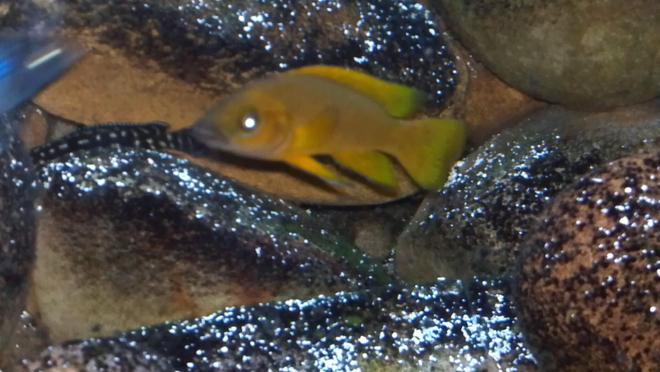 freshwater fish - neolamprologus leleupi - orange leleupi cichlid stocking in 80 gallons tank - Leluipi
