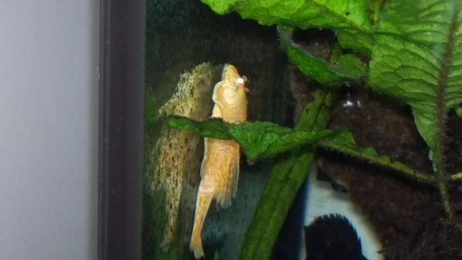freshwater fish - ancistrus sp. - bushy nose pleco stocking in 80 gallons tank - Albino long fin bristle nose pleco
