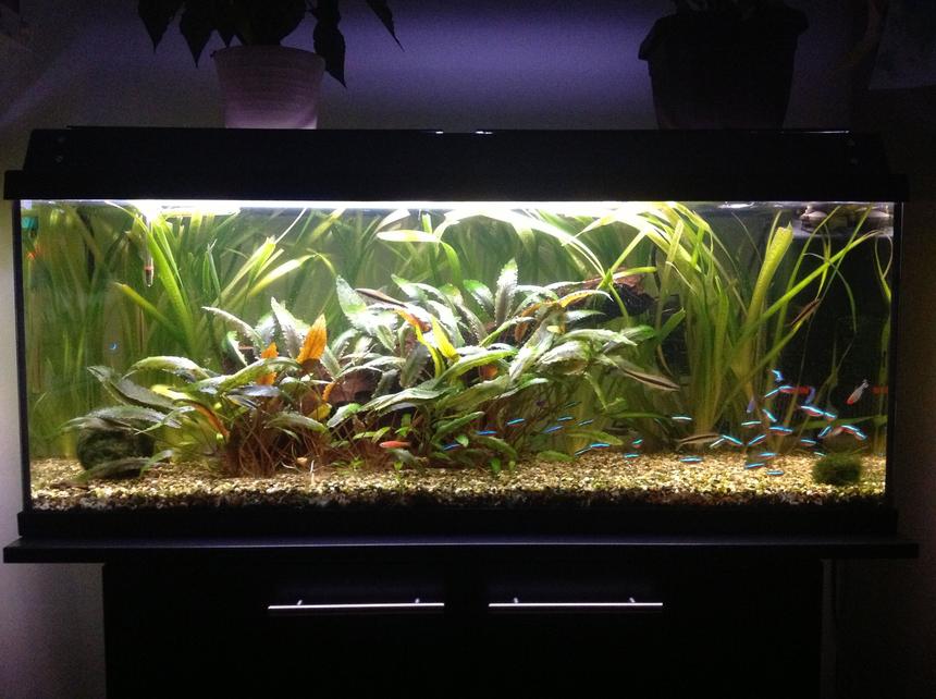Rated #17: 30 Gallons Planted Tank - My fish tank