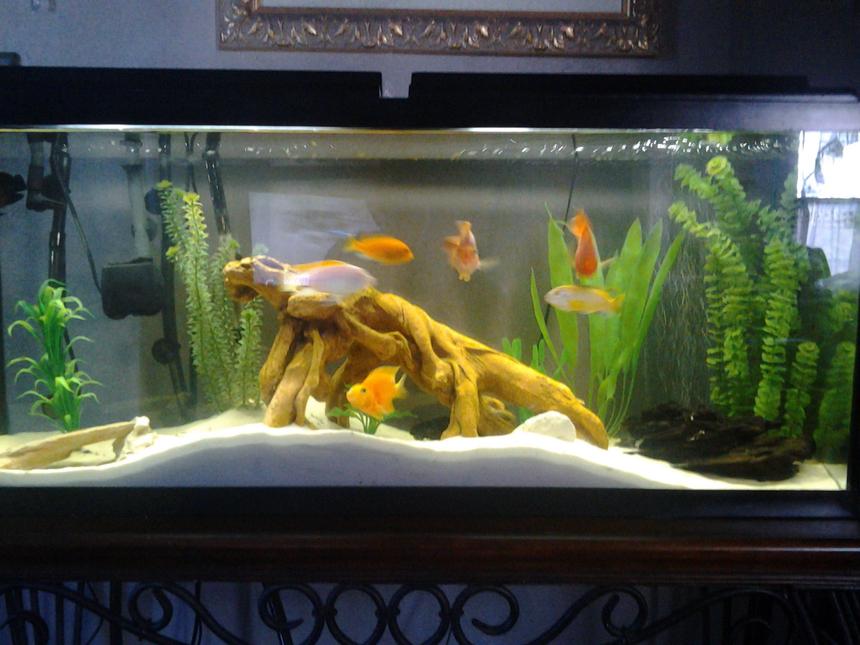 Rated #138: 55 Gallons Freshwater Fish Tank - white sand, drift wood, white rocks, fake plant decorations, nexx filter, 3 African Cichlids, 4 blood  parrots, Common pleco