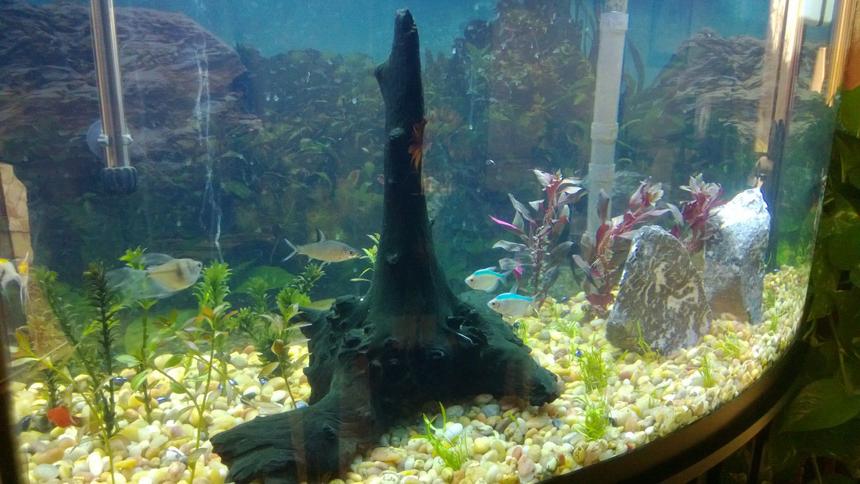 Rated #86: 46 Gallons Planted Tank - Tank in progress. Just planted everything 2 days ago