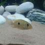 freshwater fish - geophagus brasiliensis - pearl cichlid stocking in 40 gallons tank - Pearl cichlid