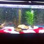 fish tank picture - Remodeled