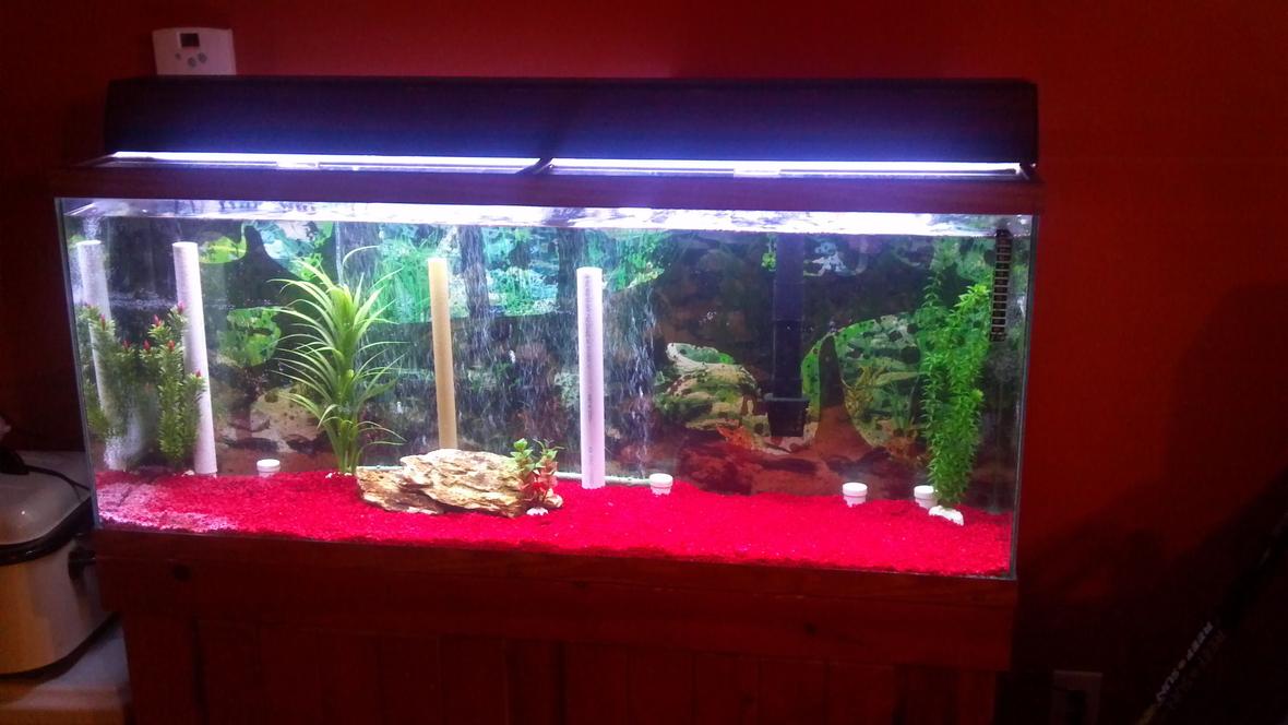 55 gallons freshwater fish tank (mostly fish and non-living decorations) - Old tank