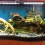 95 gallons freshwater fish tank (mostly fish and non-living decorations) - My 95 gal wave
