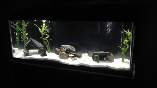 55 gallons freshwater fish tank (mostly fish and non-living decorations)