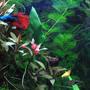 freshwater fish - betta splendens - betta - male stocking in 125 gallons tank - Here is my planted 20 gallon Xhigh. Betta Splendid blue is the star here. Family includes platy, Tetras, catfish and Loaches