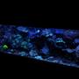 125 gallons reef tank (mostly live coral and fish) - 125 gallon reef aquarium in dusk mode. Aquarium is 72x24x18. 30 gallon sump with SC Aquariums 250 Skimmer and Phosban reactor containing gfo. 8 t5 ho lighting fixture 2 Koralia 650gph powerheads 1 Aquatop 1350gph powerhead