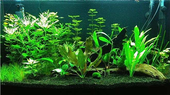46 gallons planted tank (mostly live plants and fish) - 46g Bowfront Planted Tank at 5 Weeks