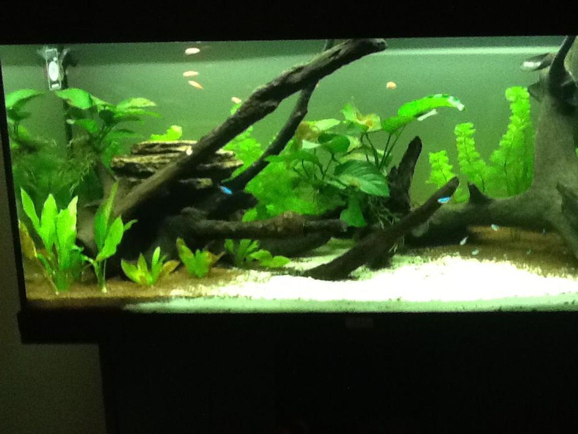 40 gallons planted tank (mostly live plants and fish) - Set up one month ago