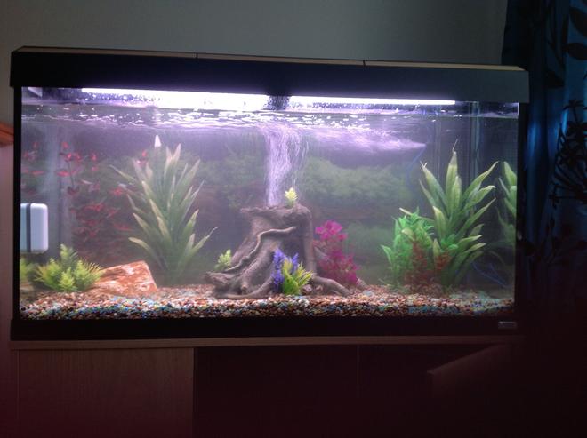 44 gallons freshwater fish tank (mostly fish and non-living decorations) - Tank in mid cycle, no fish yet