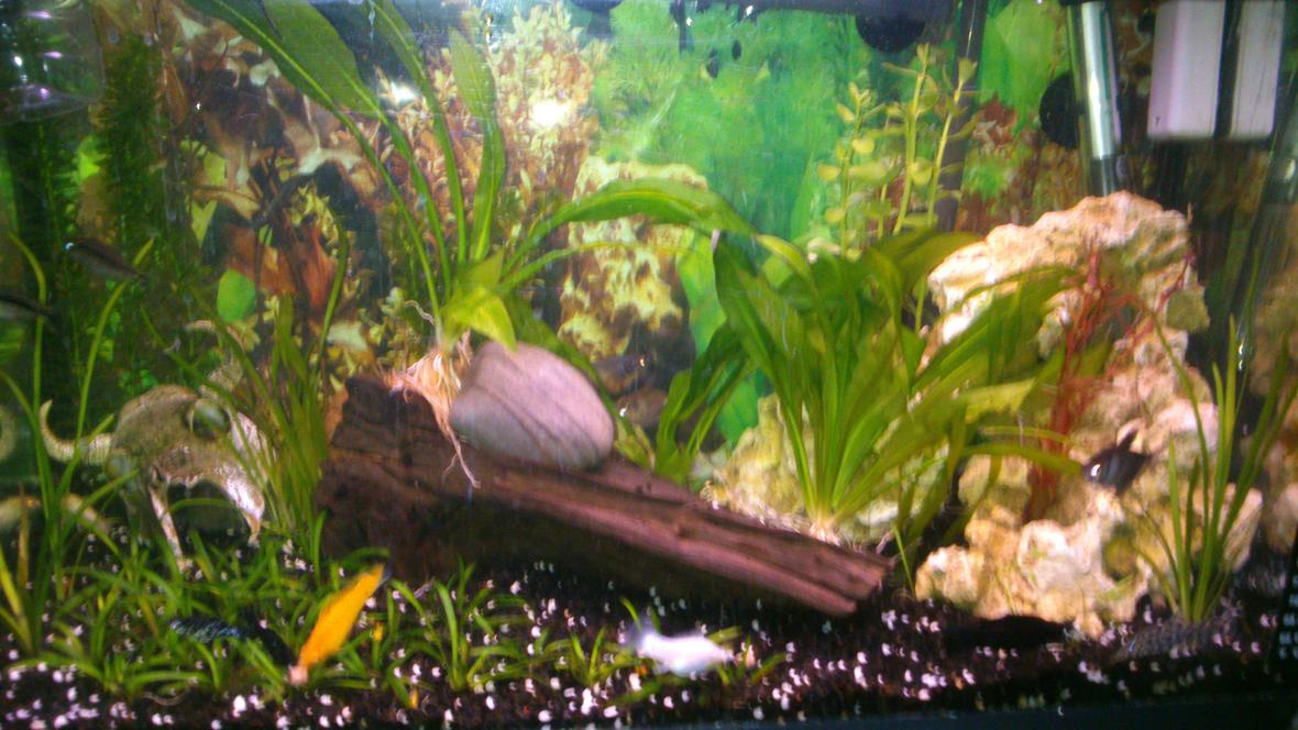 15 gallons freshwater fish tank (mostly fish and non-living decorations) - Thhought would find out what people think