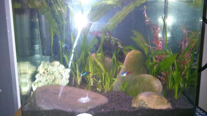 freshwater fish - paracheirodon innesi - neon tetra jumbo stocking in 15 gallons tank - My New Nano