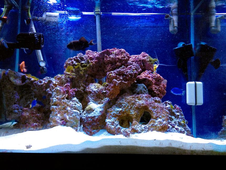 Rated #2: 55 Gallons Saltwater Fish Tank - My 55 Gallon Tank
