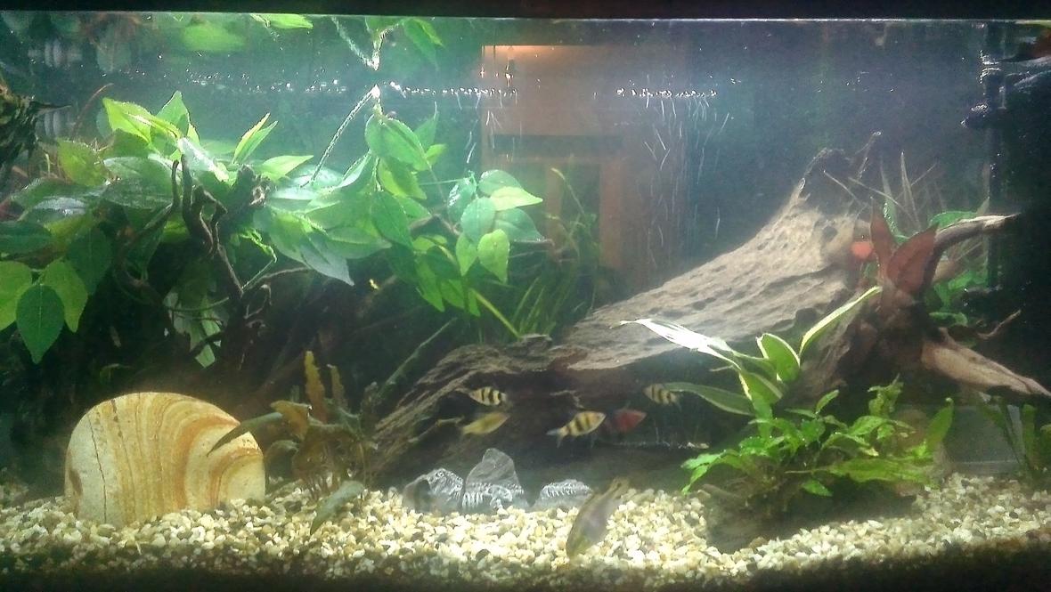 30 gallons freshwater fish tank (mostly fish and non-living decorations) - An updated version of my original tank that I had on here