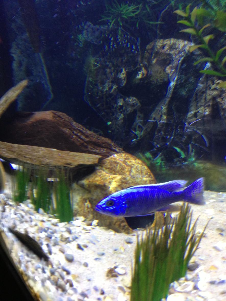 Rated #62: Freshwater Fish - Sciaenochromis Fryeri - Electric Blue Hap Stocking In 75 Gallons Tank - Hap ahli