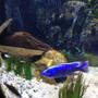 freshwater fish - sciaenochromis fryeri - electric blue hap stocking in 75 gallons tank - Hap ahli