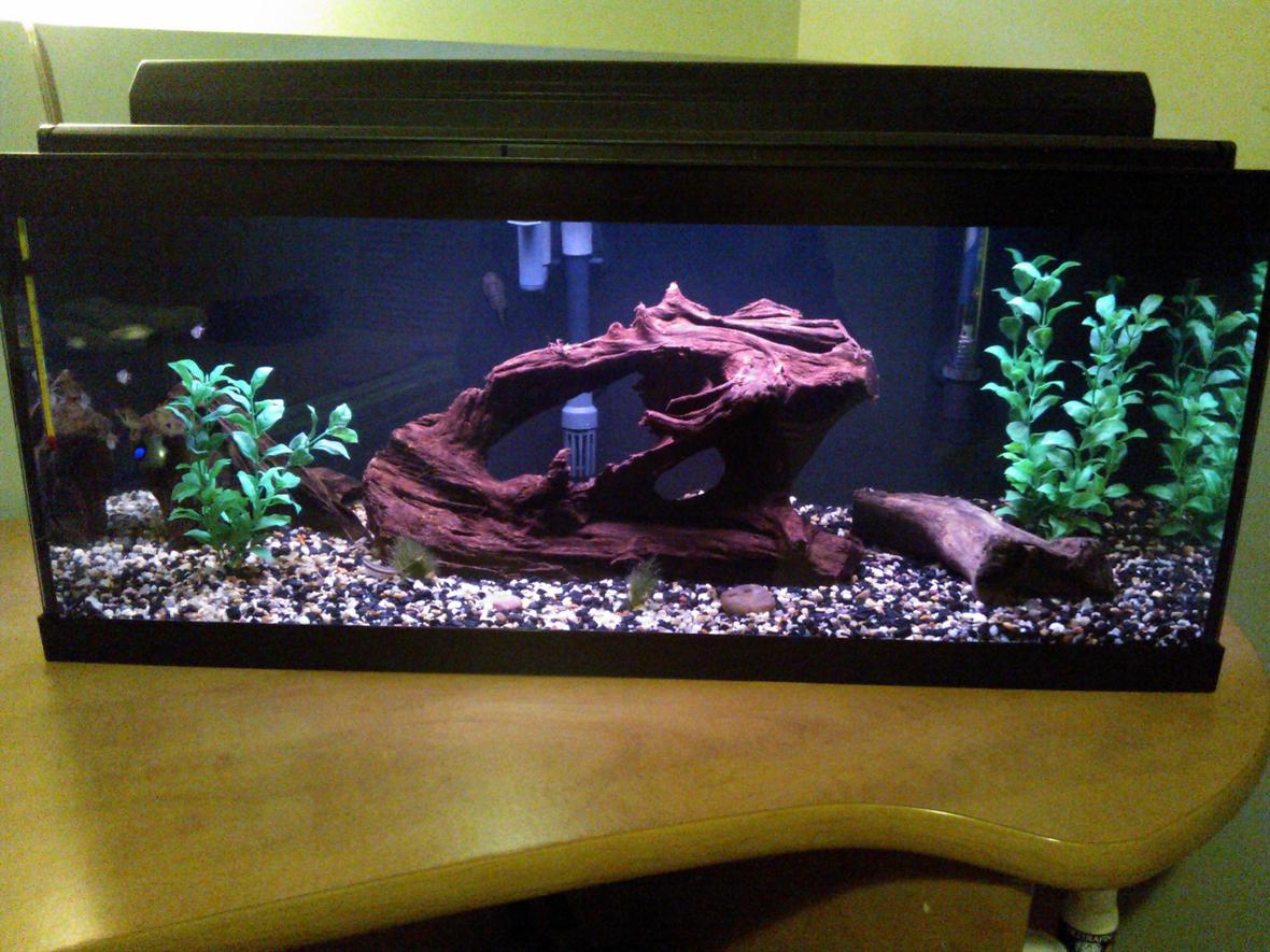 20 gallons freshwater fish tank (mostly fish and non-living decorations) - 20 gallon long Harlequin rasbora tank