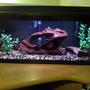 20 gallons freshwater fish tank (mostly fish and non-living decorations) - 20 gallon long Harlequin rasbora tank