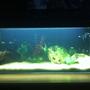 23 gallons freshwater fish tank (mostly fish and non-living decorations)