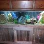 100 gallons freshwater fish tank (mostly fish and non-living decorations) - 100 Gallon Fresh Water Tank