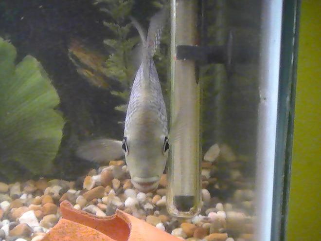 freshwater fish - nandopsis octofasciatum - jack dempsey stocking in 100 gallons tank