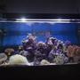 150 gallons reef tank (mostly live coral and fish)